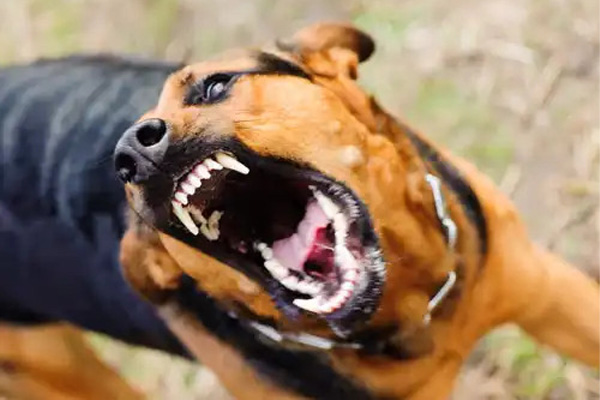 Dog-bite lawsuit: Jason Kelly and Richard Lyons negotiate a $650,000 settlement